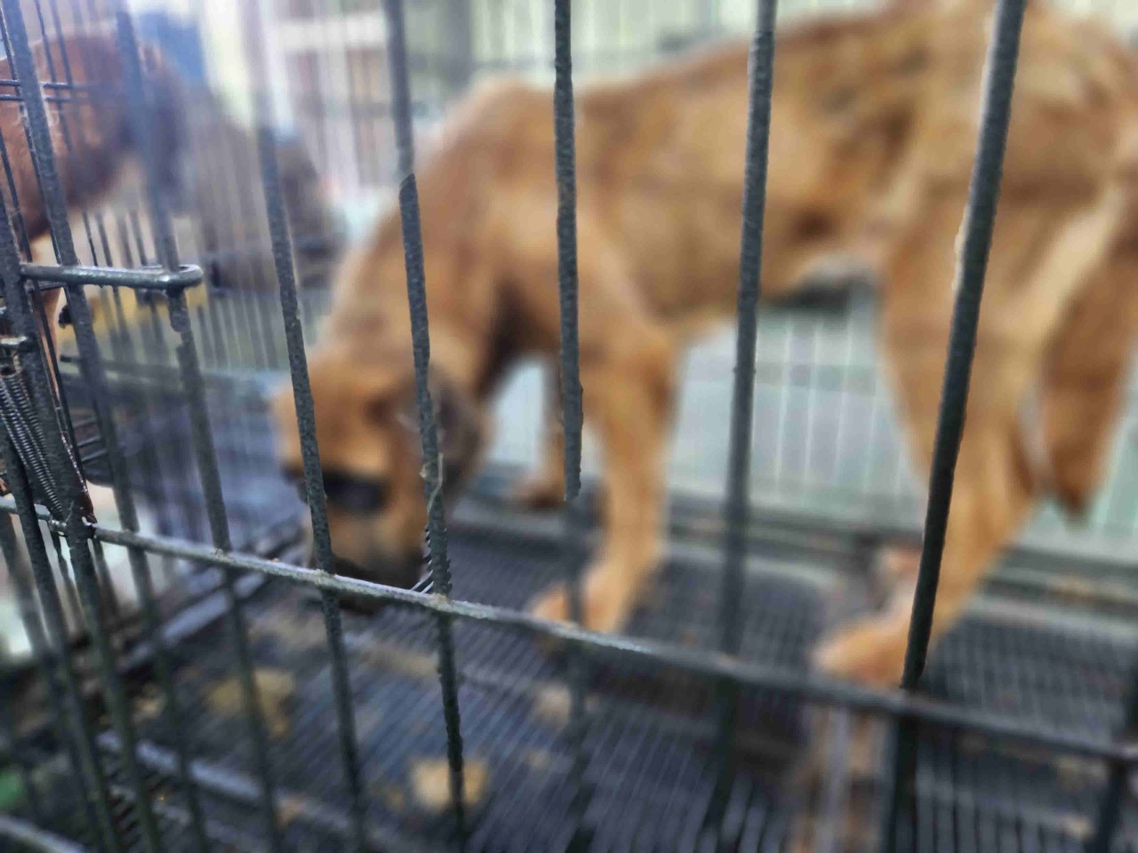 남양주시동물보호센터_441399202301897